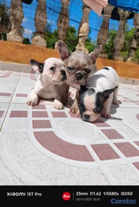 Bulldog francés hembra y macho, frances. Dog, pet