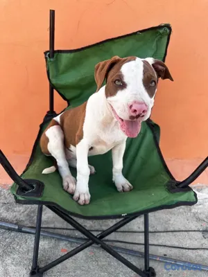 animales y mascotas - OFERTA CACHORRO PITBULL AMBOS SEXO UBICADO EN SANTO DOMINGO Y  2