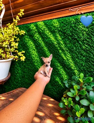 animales y mascotas - OFERTA CACHORRO CHIHUAHUA MACHO MINI UBICADO EN SANTO  4