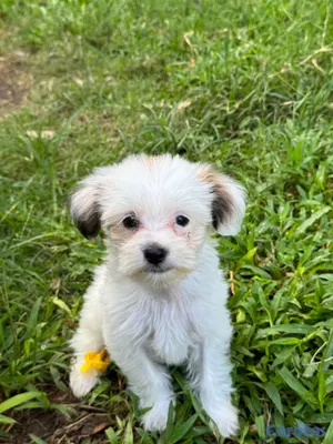animales y mascotas - Cachorra  Shipoo hermosa y agradable temperamento 5