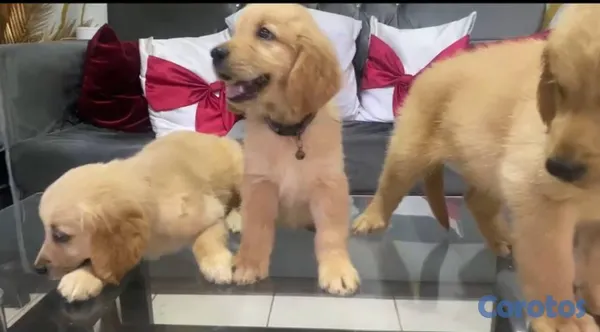 animales y mascotas - Especial de cachorro Golden Retriever macho en san 2