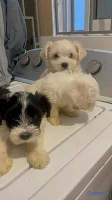 animales y mascotas - Cachorros Shihpoo  7