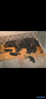 animales y mascotas - 🐾 Cachorros Rottweiler con Pedigree – Excelente Línea de Sangre 🐾