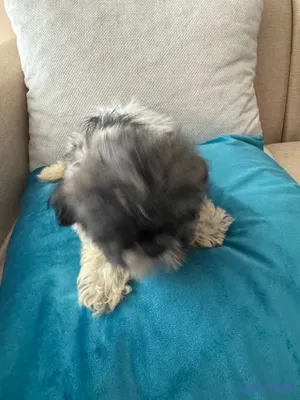 animales y mascotas - vendo cachorros shit tzu raza pura  3