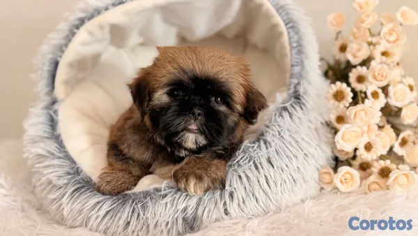 animales y mascotas - Shihtzu dos meses Ambos Sexos  5