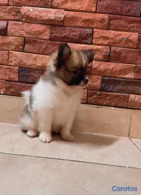 animales y mascotas - adorables cachorros pomerania macho  3