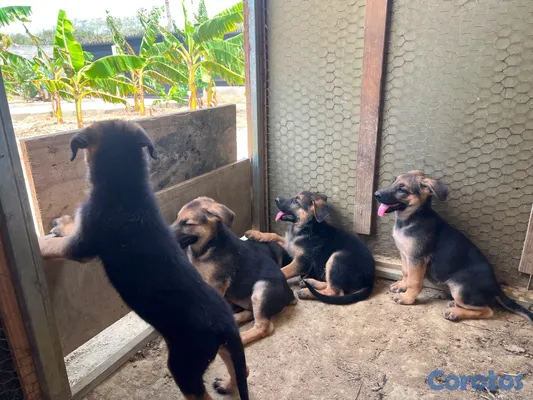 animales y mascotas - CACHORRAS PASTOR ALEMÁN – 2 MESES | VACUNADAS Y DESPARASITADAS 4