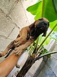 OFERTA CACHORRO FILA BRASILEIRO HEMBRA EN UBICADO 