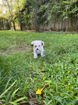 animales y mascotas - Cachorra  Shipoo hermosa y agradable temperamento 2