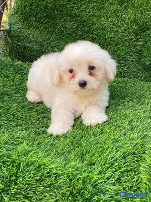 animales y mascotas - MALTIPOO 
HEMBRA Y MACHO 4