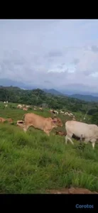 Finca Ganadera Deslindada