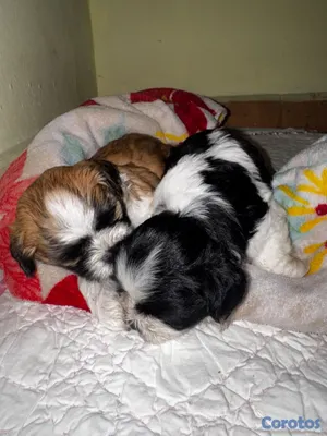 animales y mascotas - Maltix En venta (cruza entre un Shih Tzu y un Bich 2