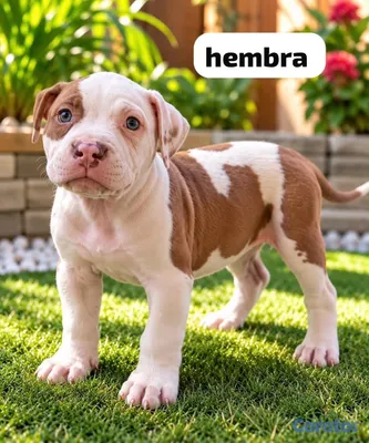 animales y mascotas - pitbull 3
