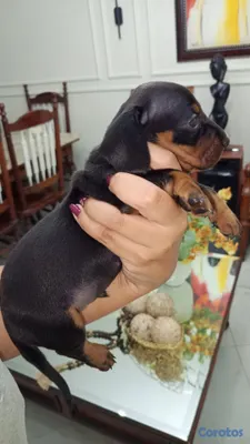 animales y mascotas - Perros salchicha cachorro dachshund o teckle 3