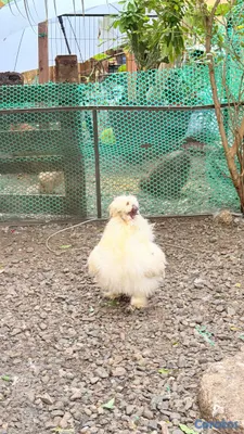 animales y mascotas - Sedosas Línea Americana Disponibles  11