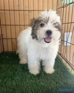 OFERTA CACHORRO SHIPOO HEMBRA UBICADO EN SANTO DOM