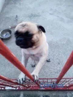 animales y mascotas - Pug cachorro pequeño perro pequeño  2