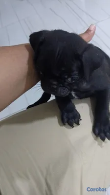 animales y mascotas - TU MASCOTA. LISTA 7