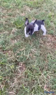 animales y mascotas -  OFERTA CACHORRO BULLDOG FRANCES MACHO EN UBICADO  3