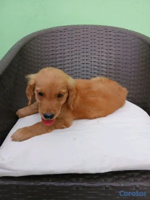 animales y mascotas - Golden Retriever no te quedes sin el tuyo  4