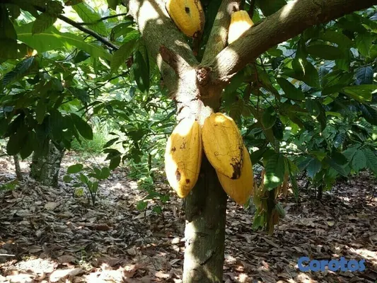 solares y terrenos - Se Vende finca de Cacao en San Fco. De Macoris
 2
