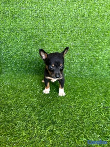hermosos cachorritos de Chihuahua 