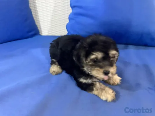 animales y mascotas - hermosos cachorros shihppo shipo chipo poodle puder 6