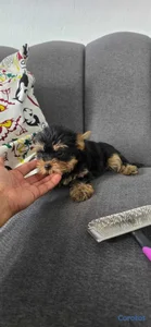 Cachorros Yorkies Ambos sexo
