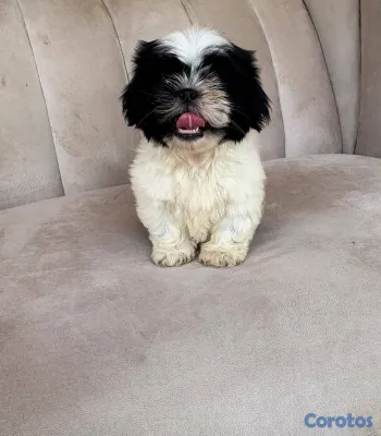 animales y mascotas - OFERTA CACHORRO SHIH TZU HEMBRA UBICADO EN SANTO D 2