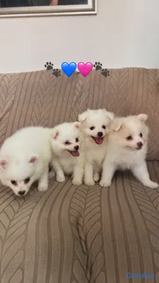 animales y mascotas - POMERANIA MACHO 2