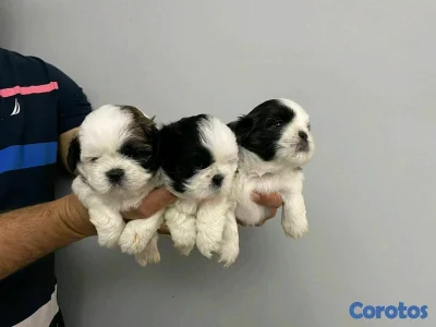 hermosos cachorritos shitzu 