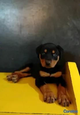 animales y mascotas - Hermosos cachorritos de Rottwailer  2