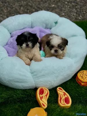 animales y mascotas - Cachorros Shipoo🩵🐶💗 6