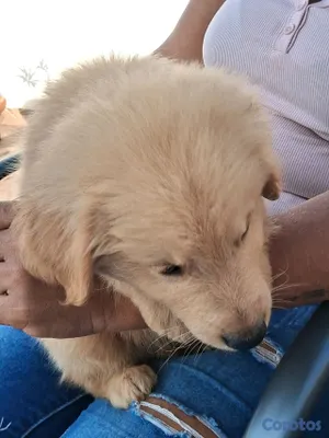 animales y mascotas - Golden Retriever no te quedes sin el tuyo  9