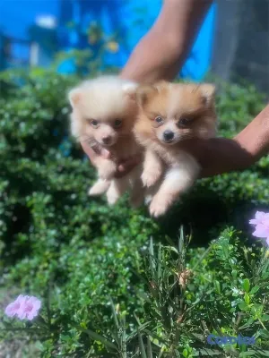 animales y mascotas - Cachorros Pomerania 🤍🐶🐾
Macho y hembra 5