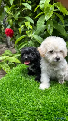 animales y mascotas - Maltipoo 5