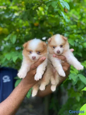animales y mascotas - Pomerania 2