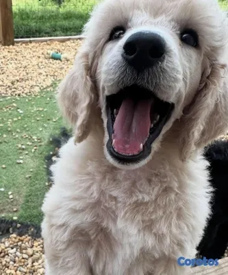 animales y mascotas - French Poodle Gigante y Goldendoodle de oportunidad!!! 7