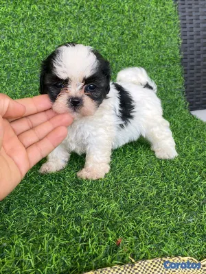 animales y mascotas - hermosos cachorritos de shipoo toy  6