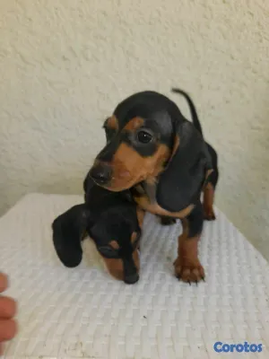 animales y mascotas - hermosos cachorritos dochshund machos 
 2