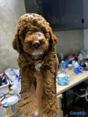 animales y mascotas - hermosos cachorritos goldendoodle  3