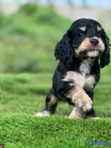 hermosos cachorritos  cocker spaniel 