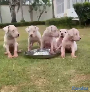 OFERTA CACHORRO DOGO ARGENTINO EN UBICADO EN MOCA 
