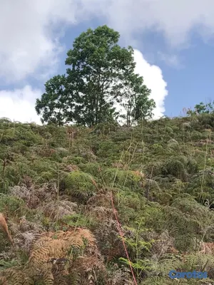 solares y terrenos - Tierra del dueño sin intermediarios está en
proceso de titulacion 6
