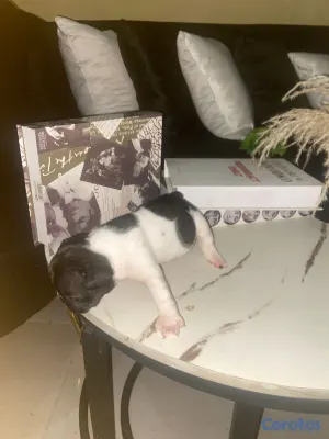 animales y mascotas - OFERTA CACHORRO BULLDOG FRANCES MACHO EN UBICADO E 2