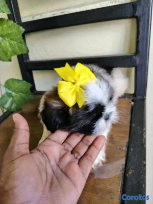animales y mascotas - hermosos cachorritos de shitzu toy 4