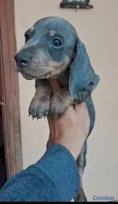 animales y mascotas - OFERTA CACHORRO SALCHICHA MACHO BLUE UBICADO EN SA 2