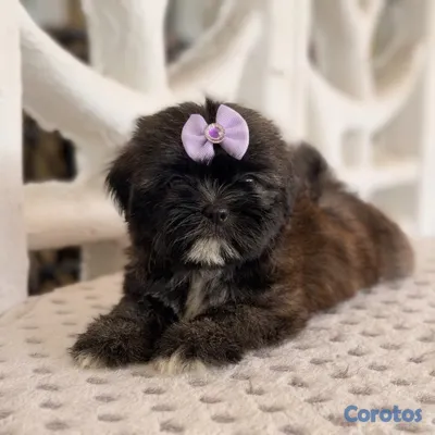animales y mascotas - Shihtzu dos meses Ambos Sexos  10