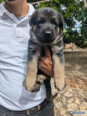 animales y mascotas - Cachorro Pastor Alemán  4