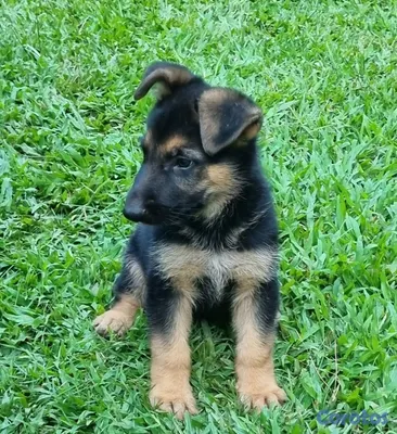 animales y mascotas - pastor aleman  2